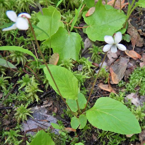 Primrose leaf violet - Viola primulifolia - flowers from ground