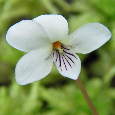 Primrose leaf violet - Viola primulifolia - white flowers