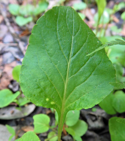 Primrose leaf violet - Viola primulifolia - leaf with crenulated margin