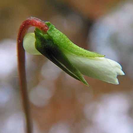 Primrose leaf violet - Viola primulifolia - sepals with auricles