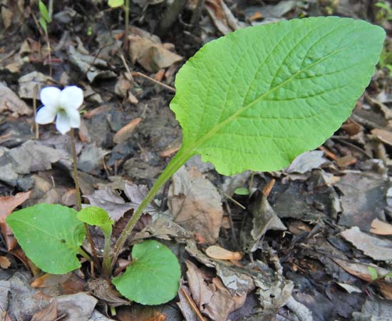 Primrose leaf violet - Viola primulifolia - flowers from ground