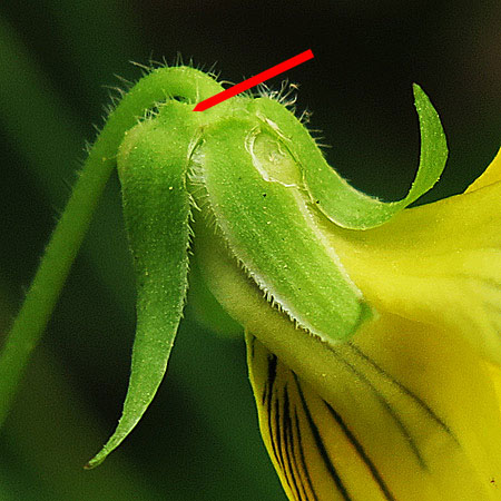 Downy yellow violet - Viola pubescens - flower - side view, sepals