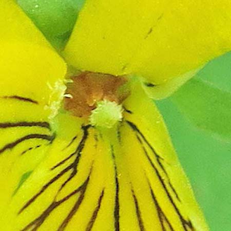 Downy yellow violet - Viola pubescens - flower, stigma, anther appendage