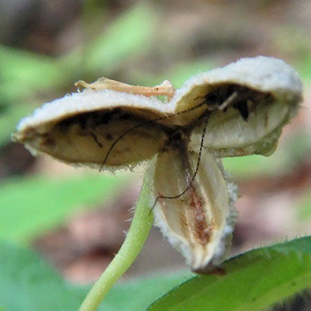 Downy yellow violet - Viola pubescens - fruit seeds dispersed