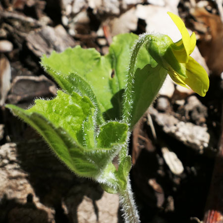 Downy yellow violet - Viola pubescens - flowers