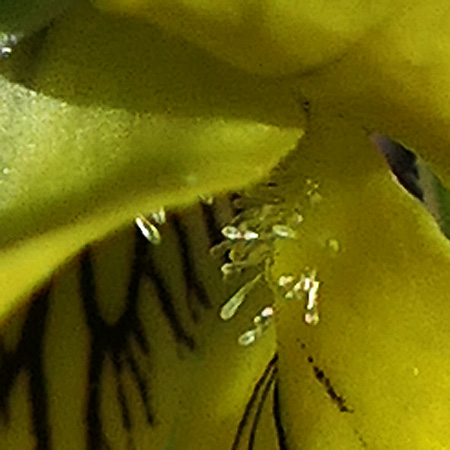 Downy yellow violet - Viola pubescens - flower, club shaped stubby hairs, lateral petals