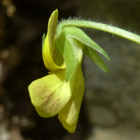 Downy yellow violet - Viola pubescens - flower - side view, sepals