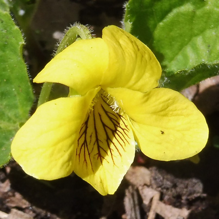 Downy yellow violet - Viola pubescens - flowers, purple streaks lower petal