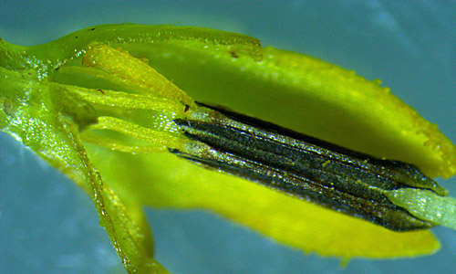 Wingstem - Verbesina alternifolia - floret disected, free filaments