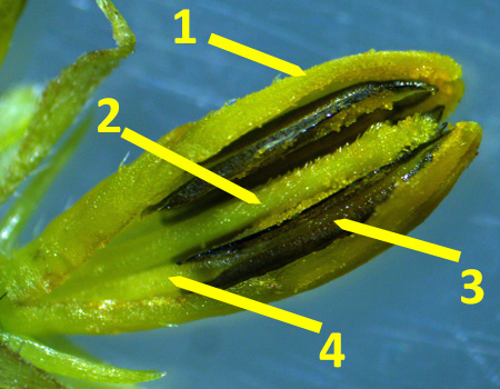 Wingstem - Verbesina alternifolia - floret disected, details