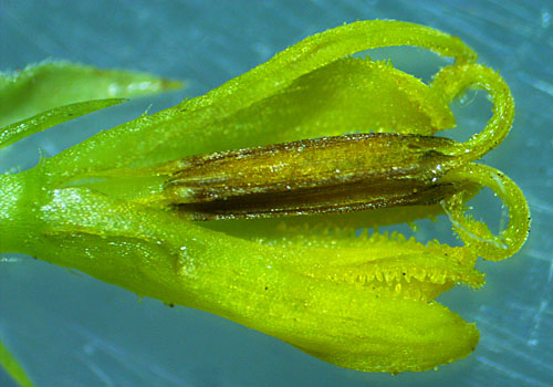 Wingstem - Verbesina alternifolia - floret disected, female stage, stigma mature