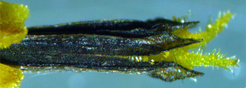 Wingstem - Verbesina alternifolia - floret disected, details