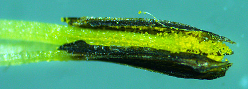 Wingstem - Verbesina alternifolia - floret disected, details