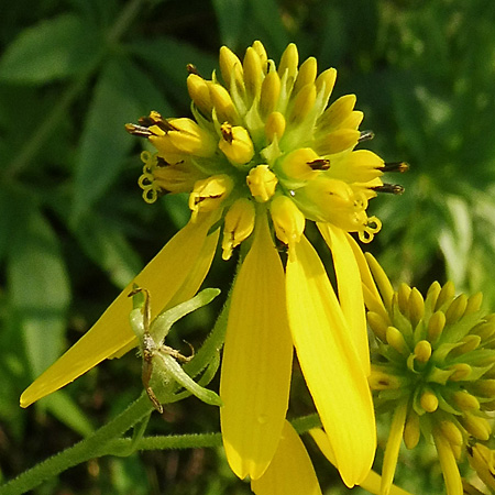 Wingstem -	Verbesina alternifolia