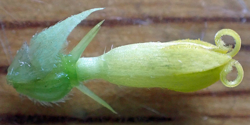 Wingstem - Verbesina alternifolia - floret, female phase