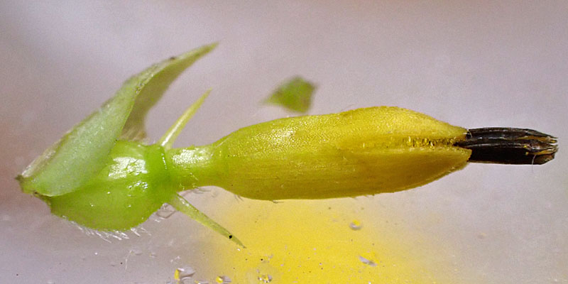 Wingstem - Verbesina alternifolia - flowerhead, floret, male phase