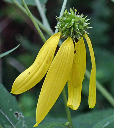 Wingstem - Verbesina alternifolia - fruit formation