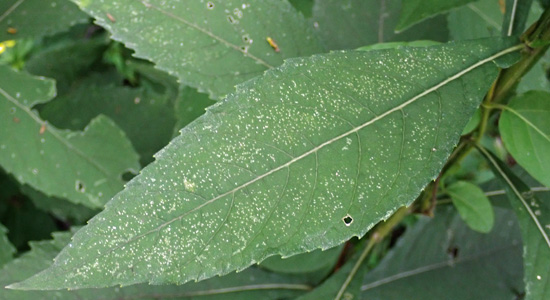 Wingstem - Verbesina alternifolia - leaves