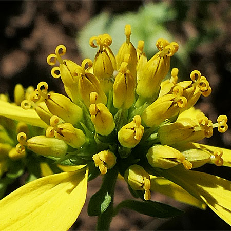 Wingstem - Verbesina alternifolia - inflorescence, flowerheads, ray & disc flowers