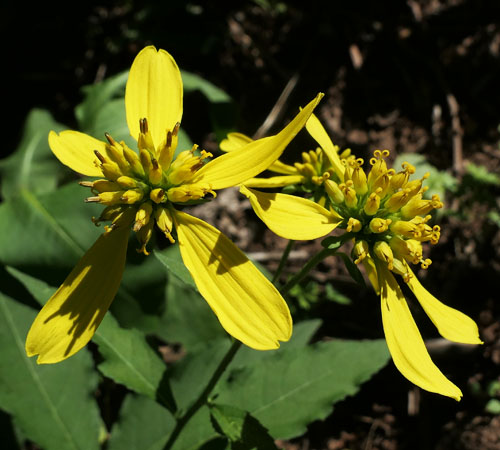 Wingstem - Verbesina alternifolia - inflorescence, flowerheads, ray & disc flowers