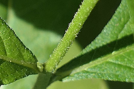 Wingstem - Verbesina alternifolia - leaves