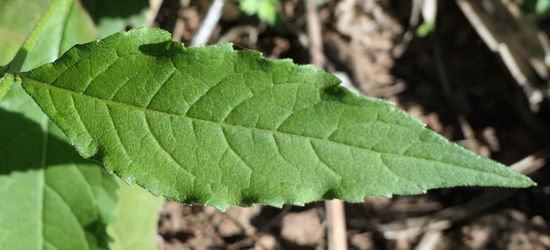 Wingstem - Verbesina alternifolia - leaves