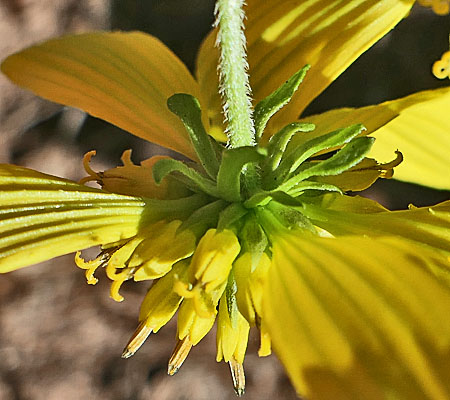 Wingstem - Verbesina alternifolia - inflorescence, flowerhead, phyllaries