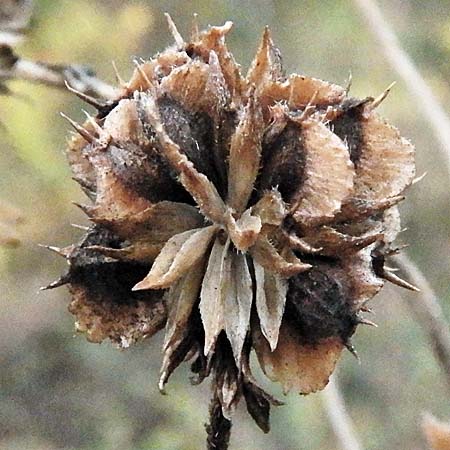 Wingstem - Verbesina alternifolia - mature fruit