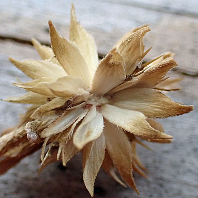 Wingstem - Verbesina alternifolia - fruit with remaining disc bracts