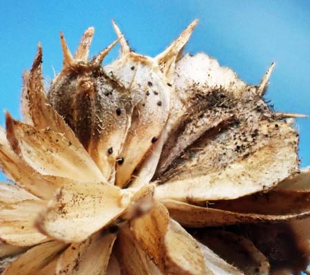 Wingstem - Verbesina alternifolia - mature fruit, some seeds dispersing