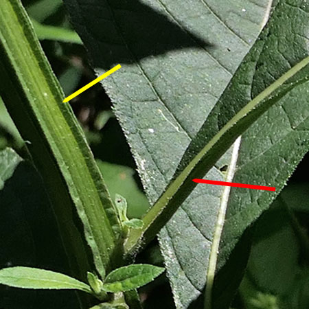 Wingstem - Verbesina alternifolia - wings on stem & leaf