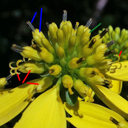 Wingstem - Verbesina alternifolia - inflorescence, flowerheads, ray & disc flowers