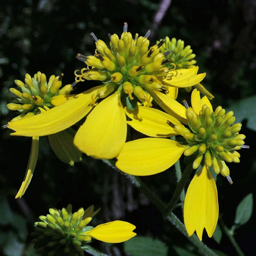 Wingstem - Verbesina alternifolia - inflorescence, flowerheads, ray & disc flowers