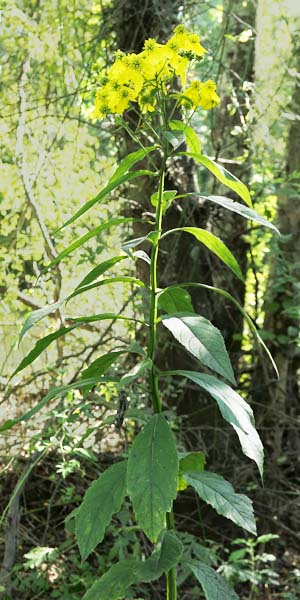 Wingstem - Verbesina alternifolia -plant -plant 