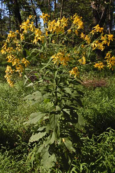 Wingstem - Verbesina alternifolia -plant  