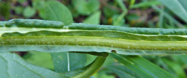 Wingstem - Verbesina alternifolia - wings on stem