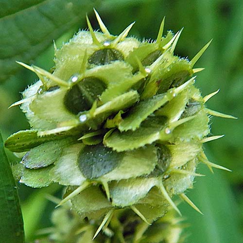 Wingstem - Verbesina alternifolia - fruit formation, immature seeds