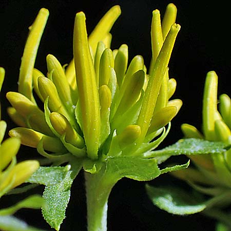 Wingstem - Verbesina alternifolia - inflorescence, flowerhead, floret buds