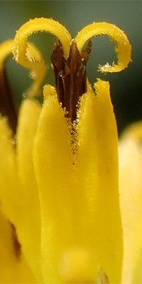 Wingstem - Verbesina alternifolia - floret disected, stigma emerging