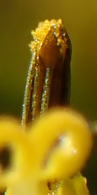 Wingstem - Verbesina alternifolia - floret disected, exposing pollen