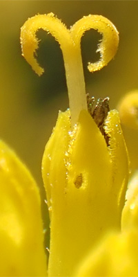 Wingstem - Verbesina alternifolia - floret disected, stigma mature