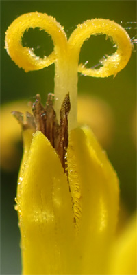 Wingstem - Verbesina alternifolia - floret disected, stigma mature, anthers decaying