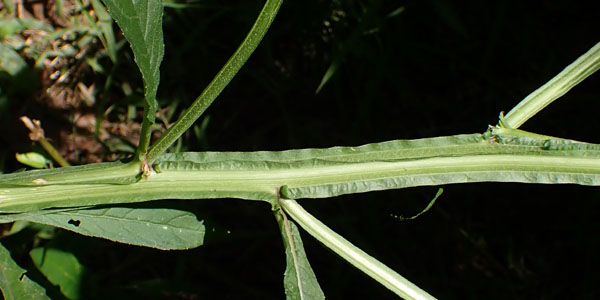 Wingstem - Verbesina alternifolia - wings on stem