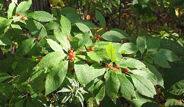 Ilex verticillata - Winterberry Holly - Red Fruit, berries
