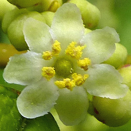 Ilex verticillata - Winterberry Holly - male flower closeup, petals, fertile stamens, mature anthers, sterile pistil