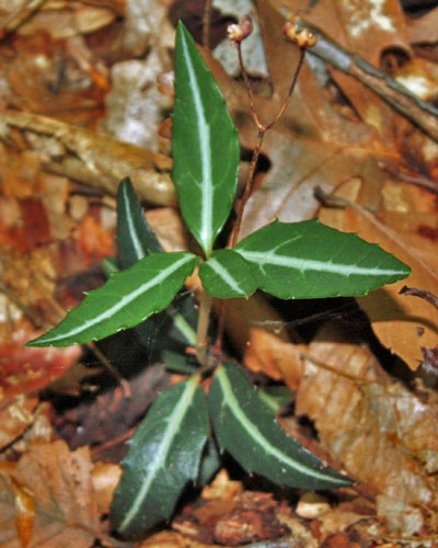 Chimaphila maculata - Striped Wintergreen  - leaves 