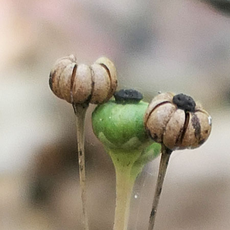 Chimaphila maculata - Striped Wintergreen  - fruit