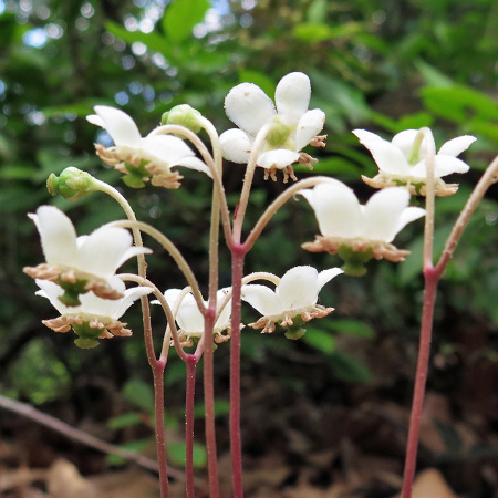 Chimaphila maculata - Striped Wintergreen