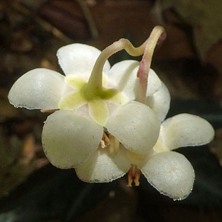 Chimaphila maculata - Striped Wintergreen  - flower sepals