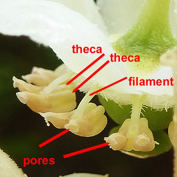 Chimaphila maculata - Striped Wintergreen  - flower anther close up